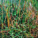 Wojciech Kubiak (nato nel 1978), Il grande pezzo di erba, dalla serie Sensations, 2024