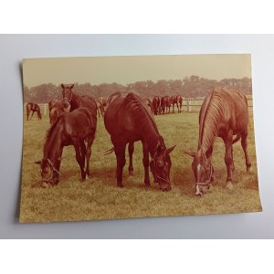 CHEVAUX DE CARTE POSTALE, HARAS OCHABY PRUCHNA, CHEVAUX ANGLO-ARABES, JUMENTS DALKA ET WEZERA