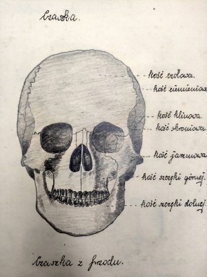 [Manuscript] Natural Science Notebook - Anatomy - hand-painted anatomical sketches - Malopolska 1928/30 [medicine, anatomy].