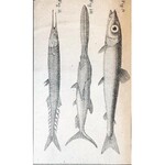 JAROCKI - ZOOLOGIIA czyli zwierzętopismo ogólne T. 1-6. Warszawa 1821-1838 RYCINY