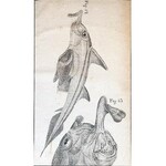 JAROCKI - ZOOLOGIIA czyli zwierzętopismo ogólne T. 1-6. Warszawa 1821-1838 RYCINY