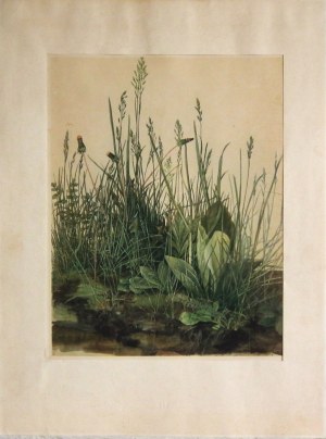 Albrecht Durer(1471-1528),La grande touffe d'herbe(1503)