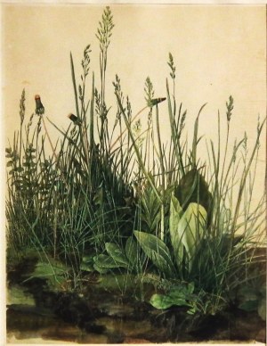 Albrecht Dürer(1471-1528),Velký trs trávy(1503)