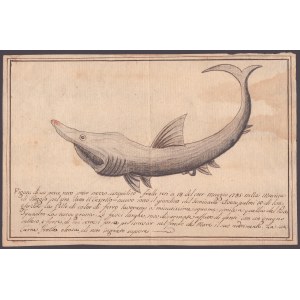 Figura pesce raro preso mezzo istupidito fralle retti a 14 del corr. maggio 1795 nella Marina di Reggio...