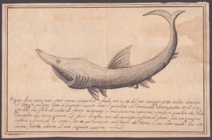 Figura pesce raro preso mezzo istupidito fralle retti a 14 del corr. maggio 1795 nella Marina di Reggio...