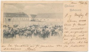 1899 (Vorläufer) Bábolna, Csikó ménes csoportban. Czettel és Deutsch kiadása (EK)