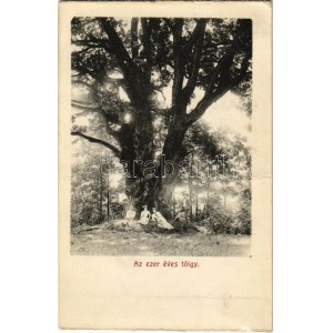 Bikszádfürdő, Baile Bicsad, Bixad ; Stejarul de o mie de ani / Az ezer éves tölgy / 1000 year old oak tree (non PC) (EK...