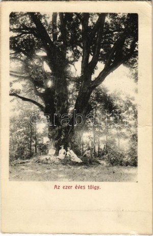 Bikszádfürdő, Baile Bicsad, Bixad; Stejarul de o mie de ani / Az ezer éves tölgy / 1000 years old oak tree (non PC) (EK...