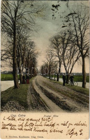 1908 Uhersky Ostroh, Magyarsárvár, Ungarisch Ostra; Piseker Allee / Promenade, Fahrrad (Rb)