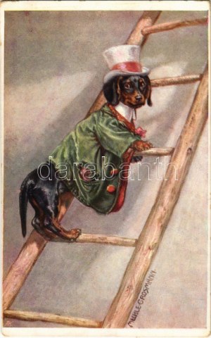 Dachshund dog on a ladder. B.K.W.I. 797-6. s: Mechle-Grosmann (EK)