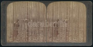 ca. 1890 Kína, művelt bambuszerdő, 1 db keményhátú, vintage sztereó fotó, feliratozva, 8,6x17...
