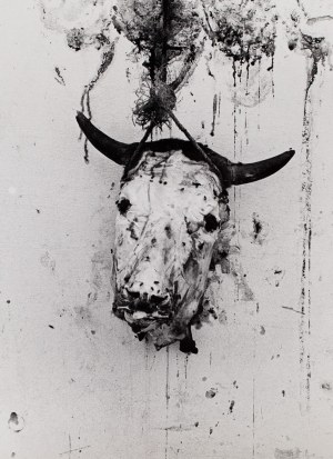 Eustachy Kossakowski (1925 - 2001 ), Bull's head