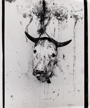 Eustachy Kossakowski (1925 - 2001 ), Bull's head