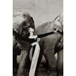 Richard Avedon (1923 - 2004 ), Dovima e gli elefanti, 1955/1978
