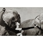 Richard Avedon (1923 - 2004 ), Dovima et les éléphants, 1955/1978