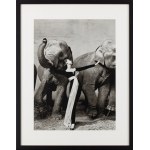Richard Avedon (1923 - 2004 ), Dovima and the Elephants, 1955/1978