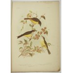 [BROJNOWSKI Joseph Gracjan] BROINOWSKI G[racjus] J. - Birds of Australia. Vol. 5, n. 4. Melbourne 1891....