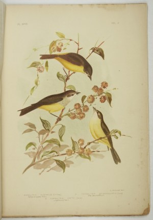 [BROJNOWSKI Joseph Gracjan] BROINOWSKI G[racjus] J. - Birds of Australia. Bd. 5, Nr. 4. Melbourne 1891....