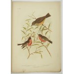 [BROJNOWSKI Józef Gracjan] BROINOWSKI G[racjus] J. - Birds of Australia. Vol. 5, nr 4. Melbourne 1891....