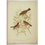 [BROJNOWSKI Joseph Gracjan] BROINOWSKI G[racjus] J. - Birds of Australia. Vol. 5, no. 4. Melbourne 1891....