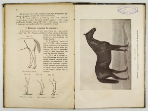 RUNGE Stanislaw - Věda o koni (hipologie). 1921