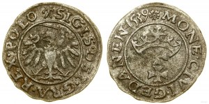 Polska, szeląg, 1539, Gdańsk