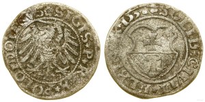 Polska, szeląg, 1531, Elbląg