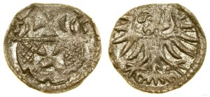 Poland, denarius, 1555, Elbląg