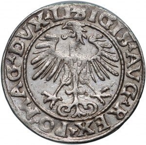 Sigismund II Augustus, half-penny 1555, Vilnius