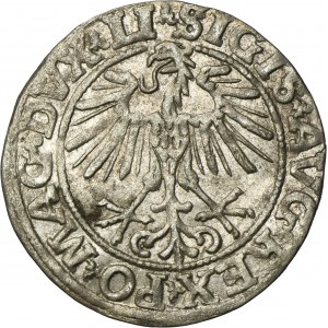 Sigismond II Auguste, demi-penny Vilnius 1551 - LI/LITVA