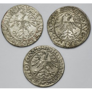 Set, Sigismund II August, 1/2 Groschen Vilnius 1562-1564 (3 pcs.)