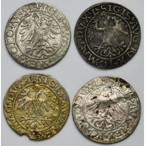Ensemble, Sigismond II Auguste, demi-penny de Vilnius (4 pièces)