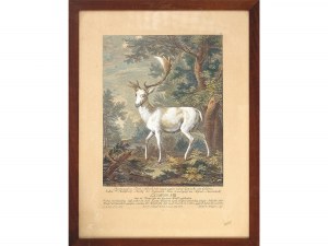 Johann Elias Ridinger, Ulm 1698 - 1767 Augsburg, Fallow deer