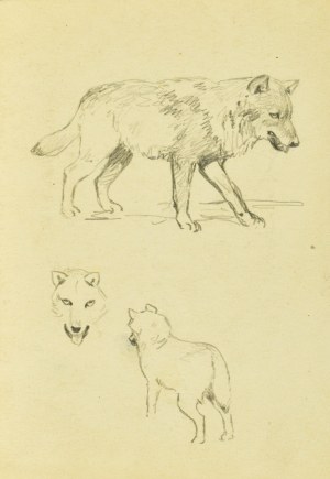 Ludwik MACIĄG (1920-2007), Wolf