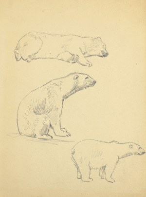 Ludwik MACIĄG (1920-2007), Sketches of a bear