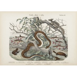 Józef Bąkowski, Marian Łomnicki (1845 Baworów - 1915 Lwów), Reptiles, amphibiens et poissons. Planche 42.