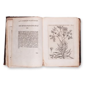 COMMELIN, Caspar (1668-1731) : Horti Medici Amstelaedamensis plantae