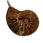 ISABELLA ASTENGO: Collana rigida in bronzo con fossili di cefalopodi