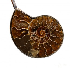 ISABELLA ASTENGO: Collana rigida in bronzo con fossili di cefalopodi
