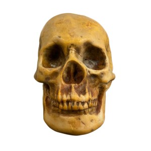 Rzeźbiona kamienna czaszka