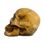 Carved stone skull