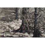 Leon Wyczółkowski (1852 Huta Miastkowska - 1936 Warsaw), Forest Landscape, 1927