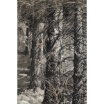 Leon Wyczółkowski (1852 Huta Miastkowska - 1936 Warsaw), Forest Landscape, 1927