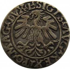 Zygmunt II August, półgrosz 1559, Wilno