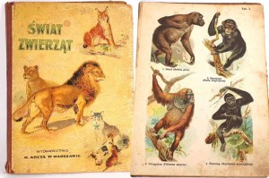 SCHLEYER- ATLAS OF ANIMALS 30 color plates 1923