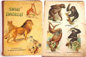SCHLEYER- ATLANTE DEGLI ANIMALI 30 tavole a colori 1923