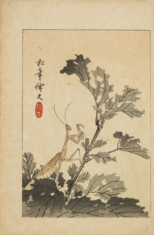 Watanabe Seitei (1851-1918), Objedzona gałązka, Tokio, 1892