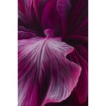 Hanna Rozpara (b. 1990, Sosnowiec), Iris magenta, 2024
