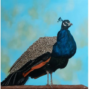 Joanna Ambrozik, Proud as a Peacock