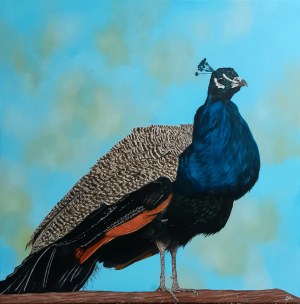 Joanna Ambrozik, Proud as a Peacock